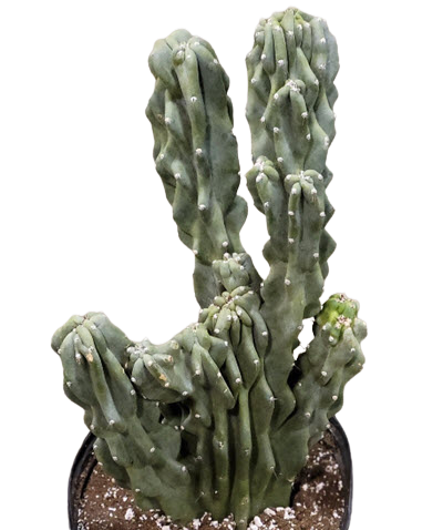Monstrosus